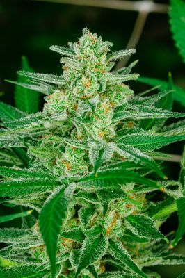 Blue Dream Feminised Seeds - 5