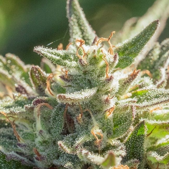 Mythic Cheetah Fast Feminized Seeds - 5
