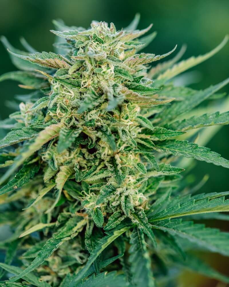 Grease Gun Auto Feminised Seeds - 5