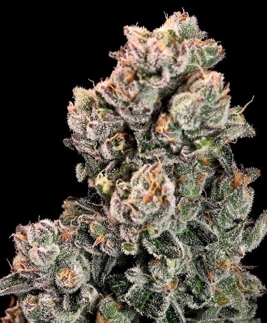 Slurpicane FAST Feminised Seeds - 5