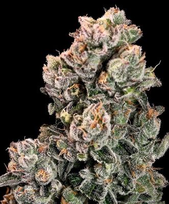 Slurpicane FAST Feminised Seeds - 5