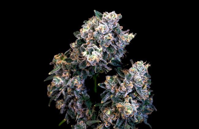 Super Sour Runtz Feminised Seeds - 5