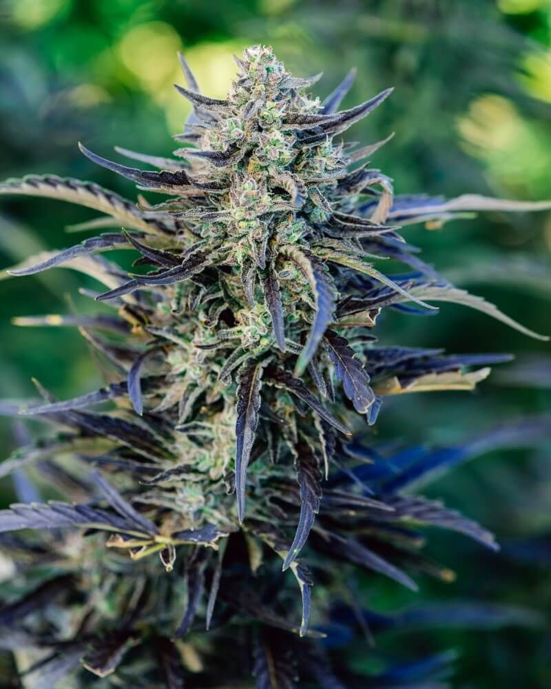 Fog Dog Auto Feminised Seeds - 5