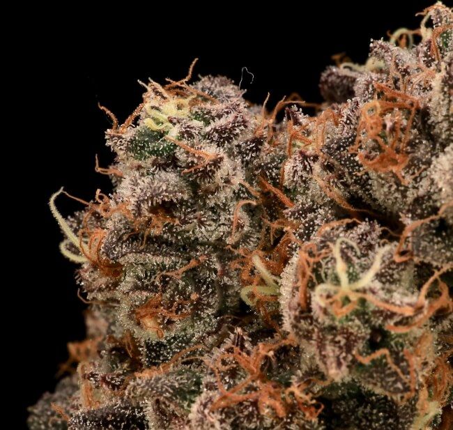 Sour Cherry Diesel Feminised Seeds - 5