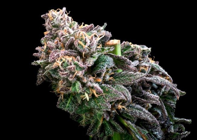 Crazy Train FAST Feminised Seeds - 5