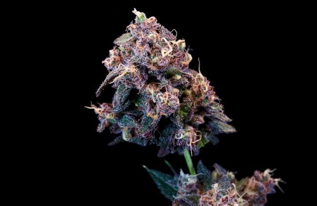 Outer Space Cake Feminised Seeds - 5