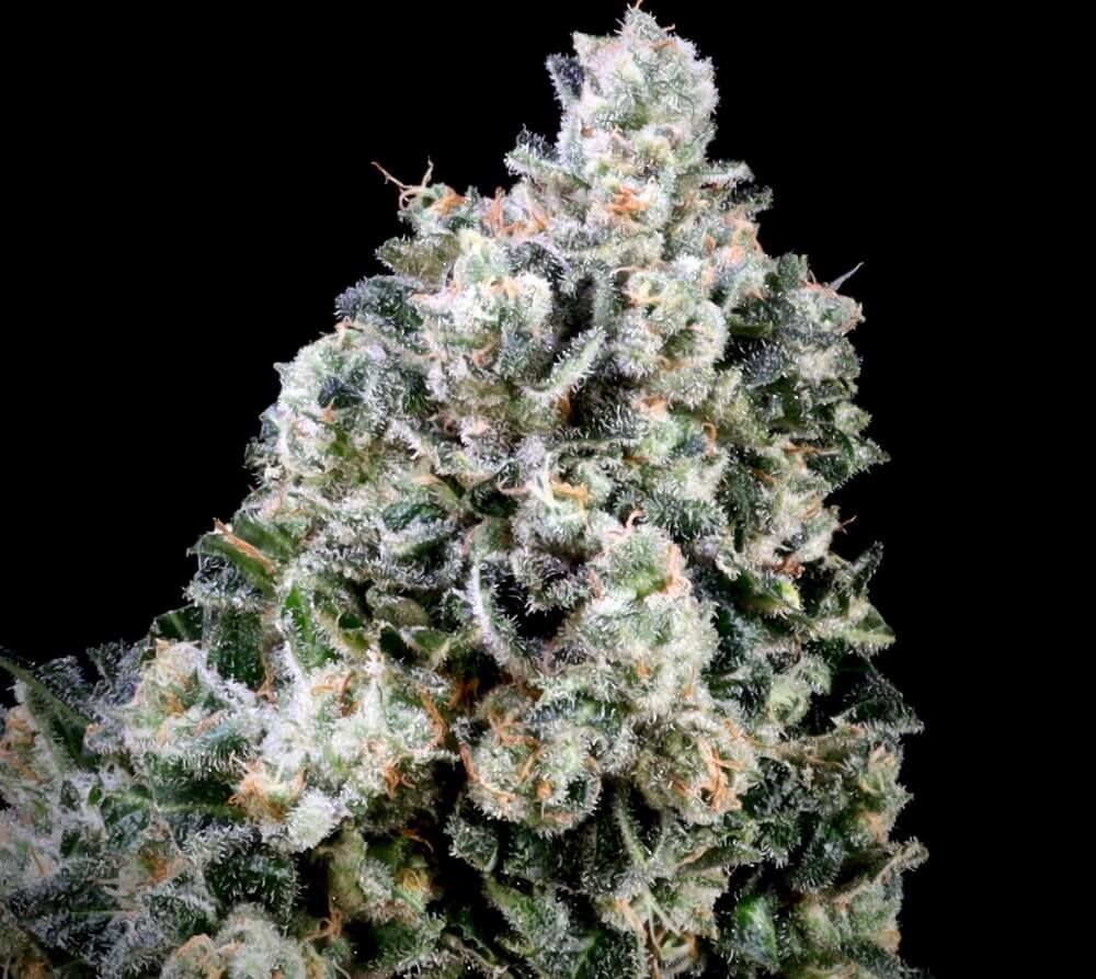 Papaya Bomb x Cotton Candy FAST Feminised Seeds - 5