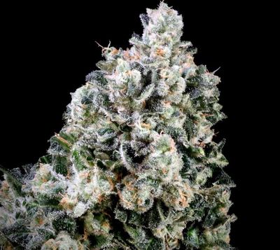 Papaya Bomb x Cotton Candy FAST Feminised Seeds - 5