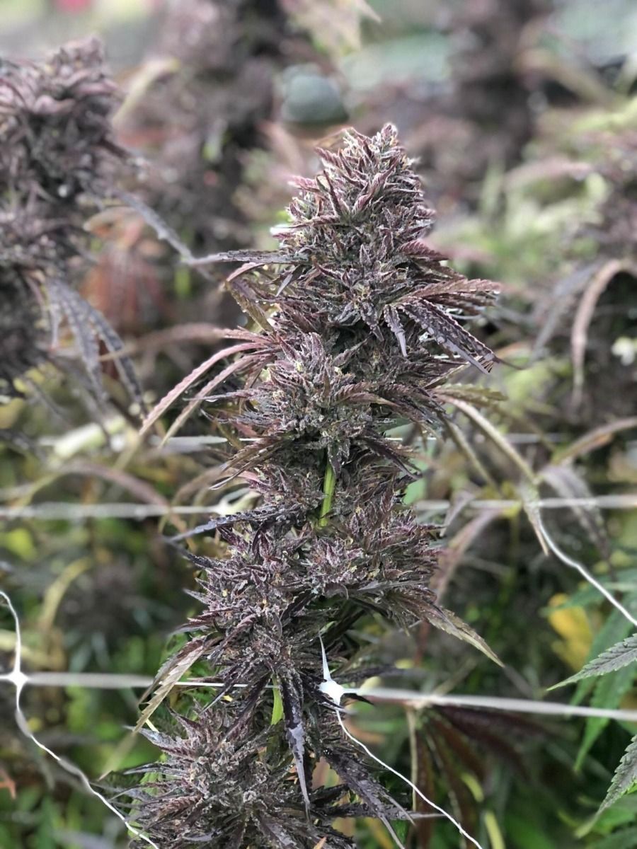 Pai-Gow FAST Feminised Seeds - 5