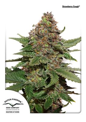 Strawberry Cough Feminised Seeds - 5