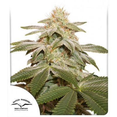 Sugar Bomb Punch Feminised Seeds - 5