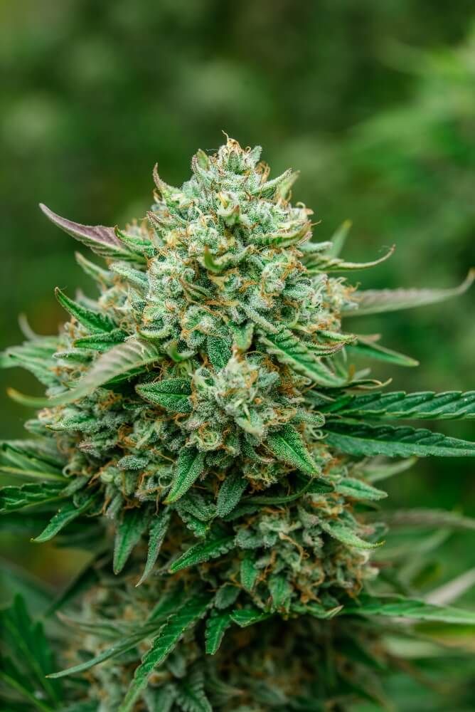 Froot by the Foot Auto Feminised Seeds - 5