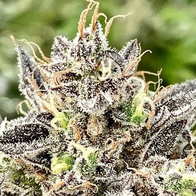 Whale Breath Feminised Seeds - 5