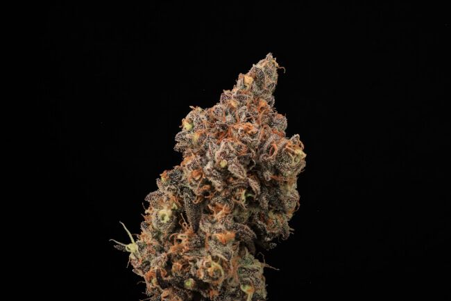 Dirty Laundry FAST Feminised Seeds - 5