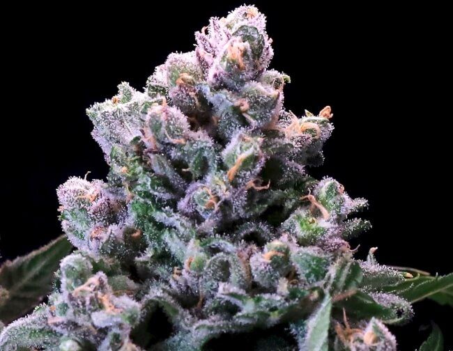 Huckleberry Pie FAST Feminised Seeds - 5