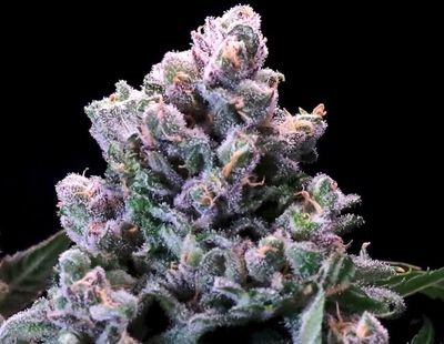 Huckleberry Pie FAST Feminised Seeds - 5