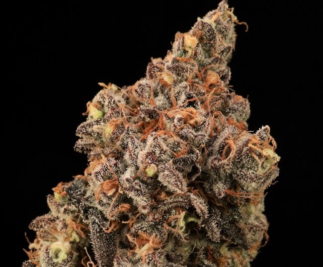 Banjerine FAST Feminised Seeds - 5