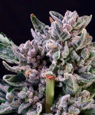 Gelato 41 Feminised Seeds - 5