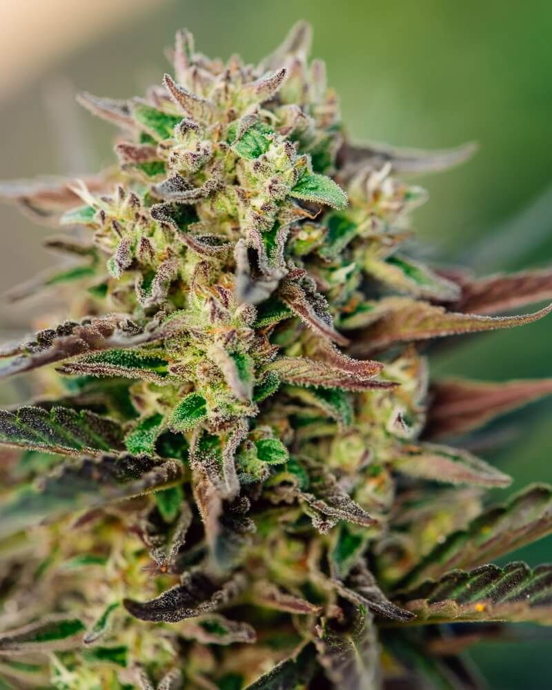 TriCross Auto Feminised Seeds - 5