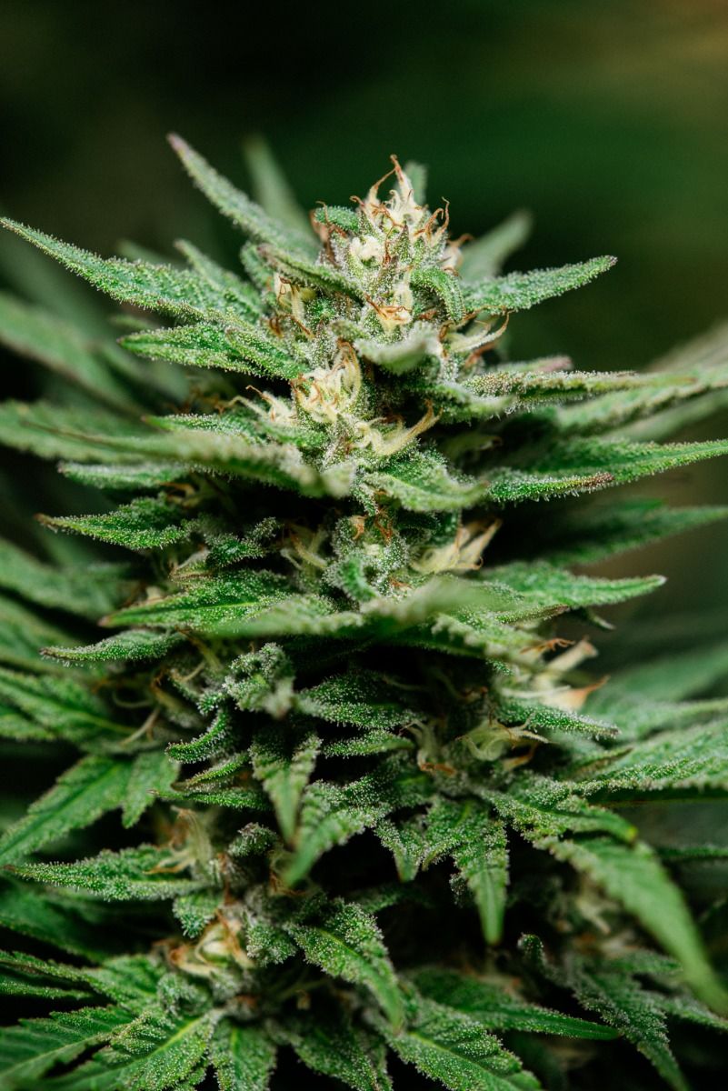 Banana Kush Feminised Seeds - 5