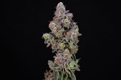 Blueberry Swirl Feminised Seeds - 5