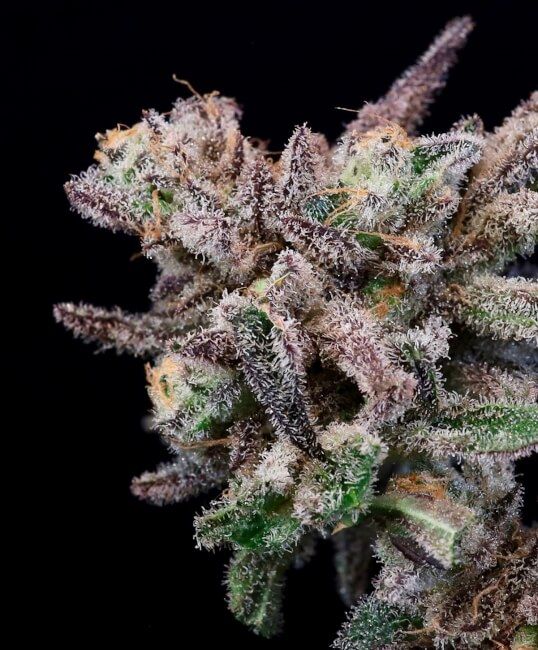 Iced Sangria Feminised Seeds - 5
