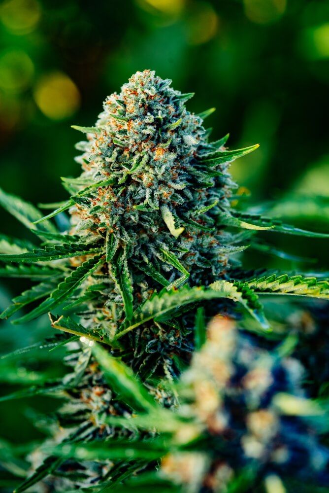 Gummibears Auto Feminised Seeds - 5