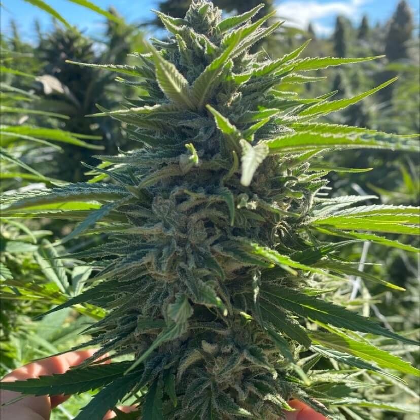 Fatso Auto Feminised Seeds - 5