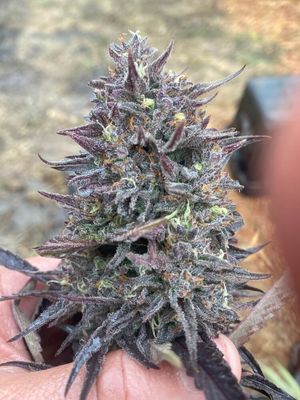 Cotton GMO Auto Feminised Seeds - 5