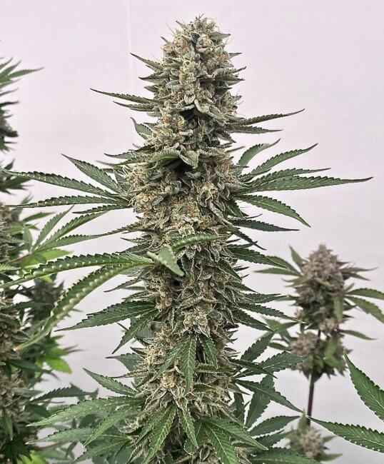 Tahoe Cookies Auto Feminised Seeds - 5