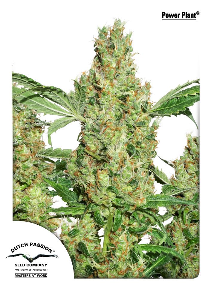 Power Plant Feminised Seeds - 3