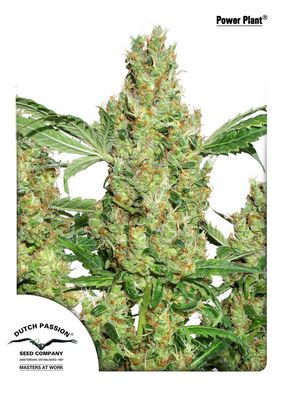 Power Plant Feminised Seeds - 3