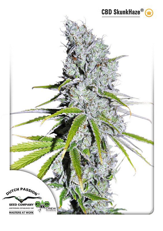 Skunk Haze CBD Feminised Seeds - 3