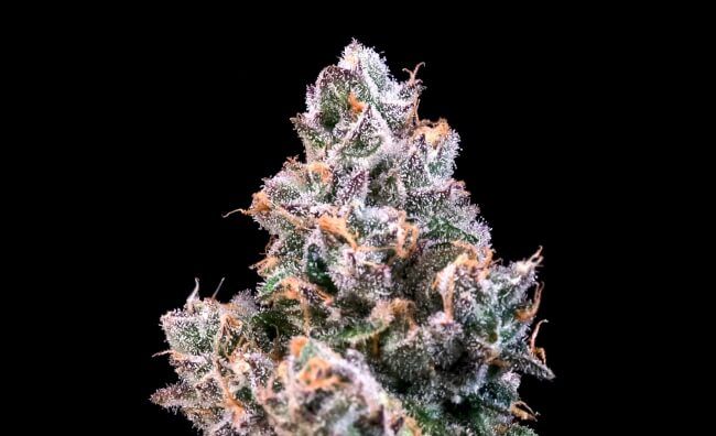 Space Station Feminised Seeds - 5