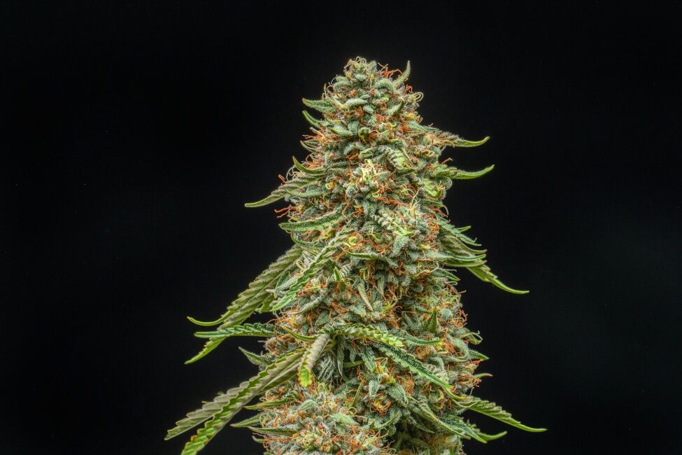 Turtle Taffy Auto Feminised Seeds - 5