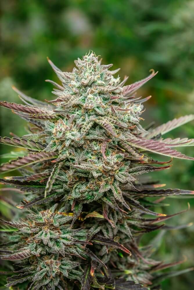 Face Fat Auto Feminised Seeds - 5