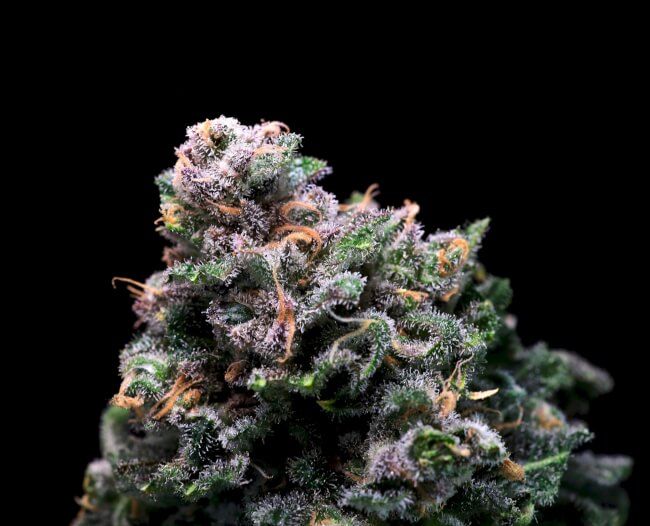 Tropical Cooler Feminised Seeds - 5