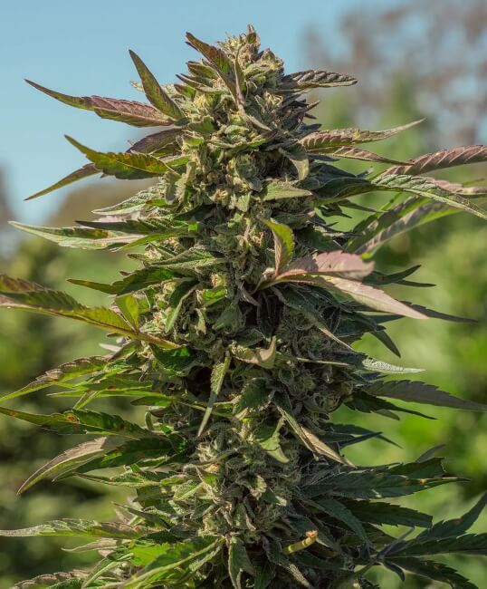 Snow Panda FAST Feminised Seeds - 5