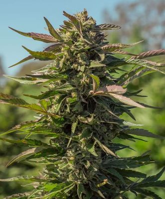 Snow Panda FAST Feminised Seeds - 5