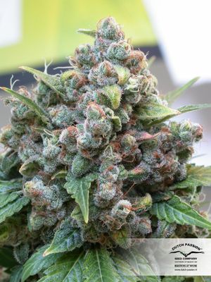 White Widow Feminised Seeds - 5
