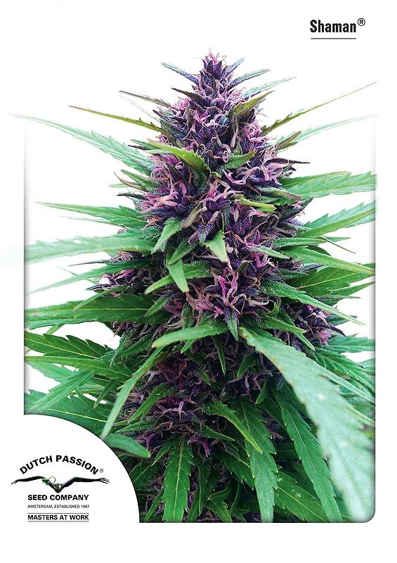 Shaman Feminised Seeds - 5