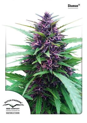 Shaman Feminised Seeds - 5