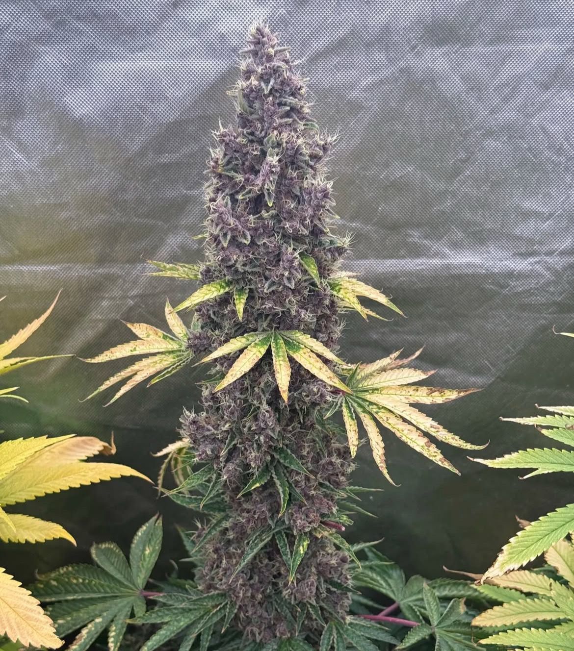 Mass Medical Strain Goji Pupil