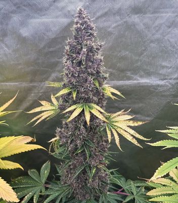 Mass Medical Strain Goji Pupil