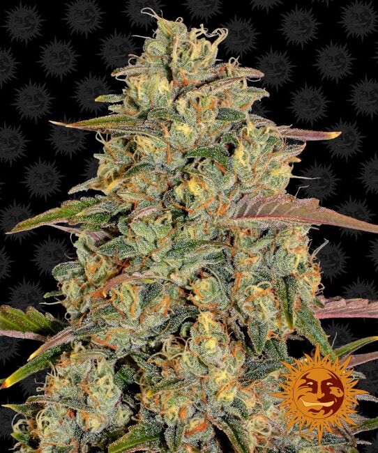 Amnesia Lemon Feminised Seeds - 3