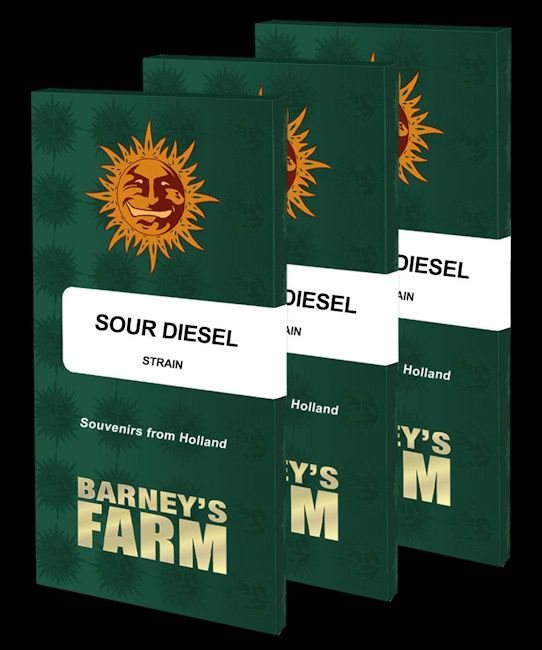 Sour Diesel Feminised Seeds - 1