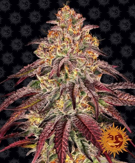 Mimosa x Orange Punch Auto Feminised Seeds - 3