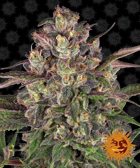 Peyote Critical Feminised Seeds - 1