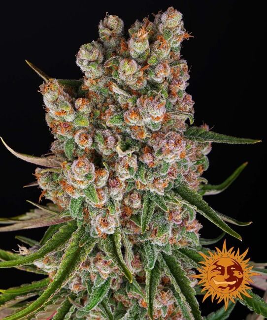 GMO Auto Feminised Seeds - 1