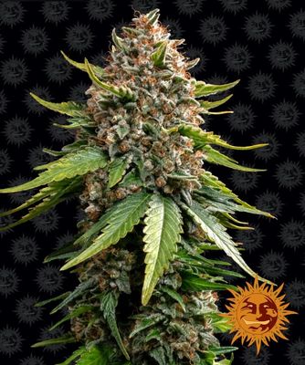 White Widow XXL Auto Feminised Seeds - 10